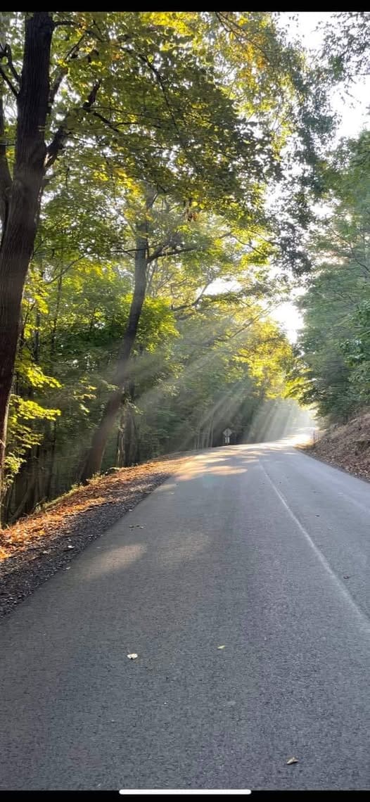Sunlight filters through trees lining an empty road, casting shadows and creating a serene, peaceful atmosphere.