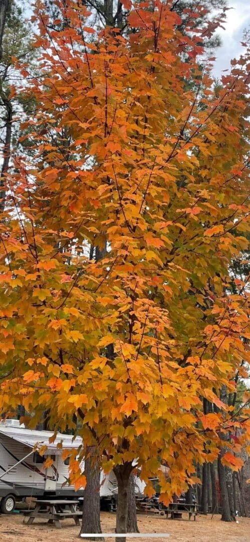 A tree with vibrant orange and yellow autumn leaves stands near a camper in a forested area.